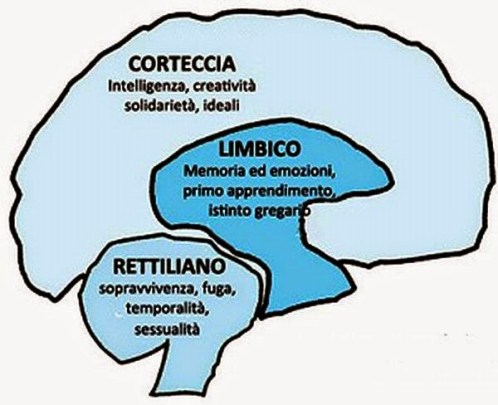 3-strati-del-cervello 2
