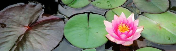 Business Constellations