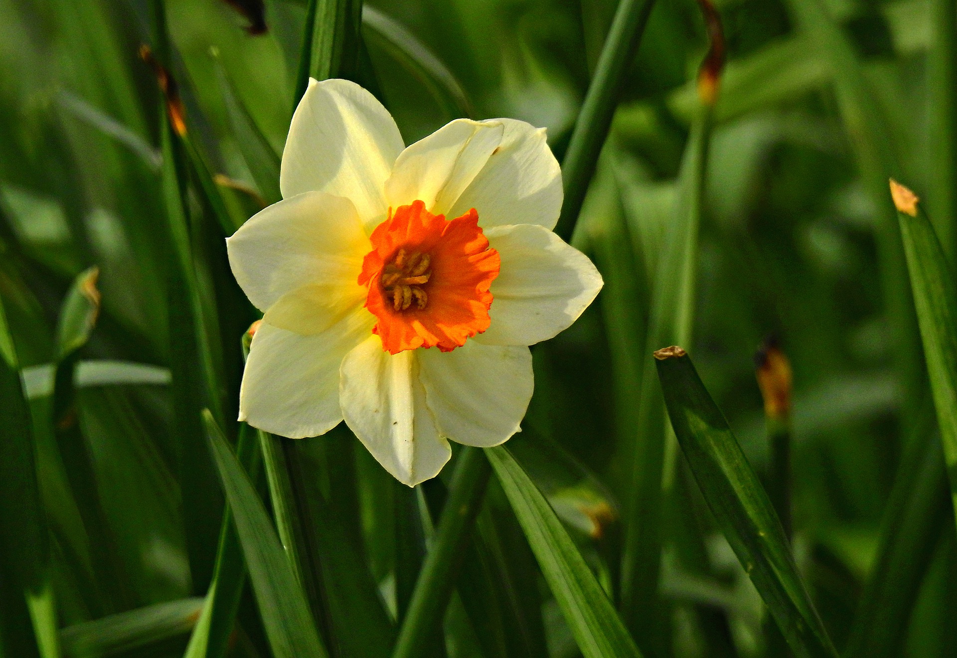 daffodil-4930263_1920